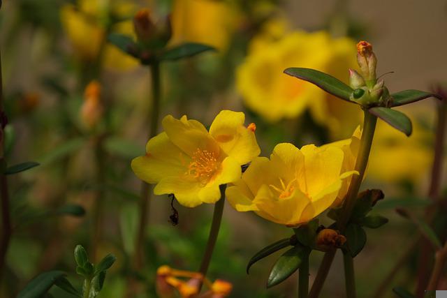 ポーチュラカの種類