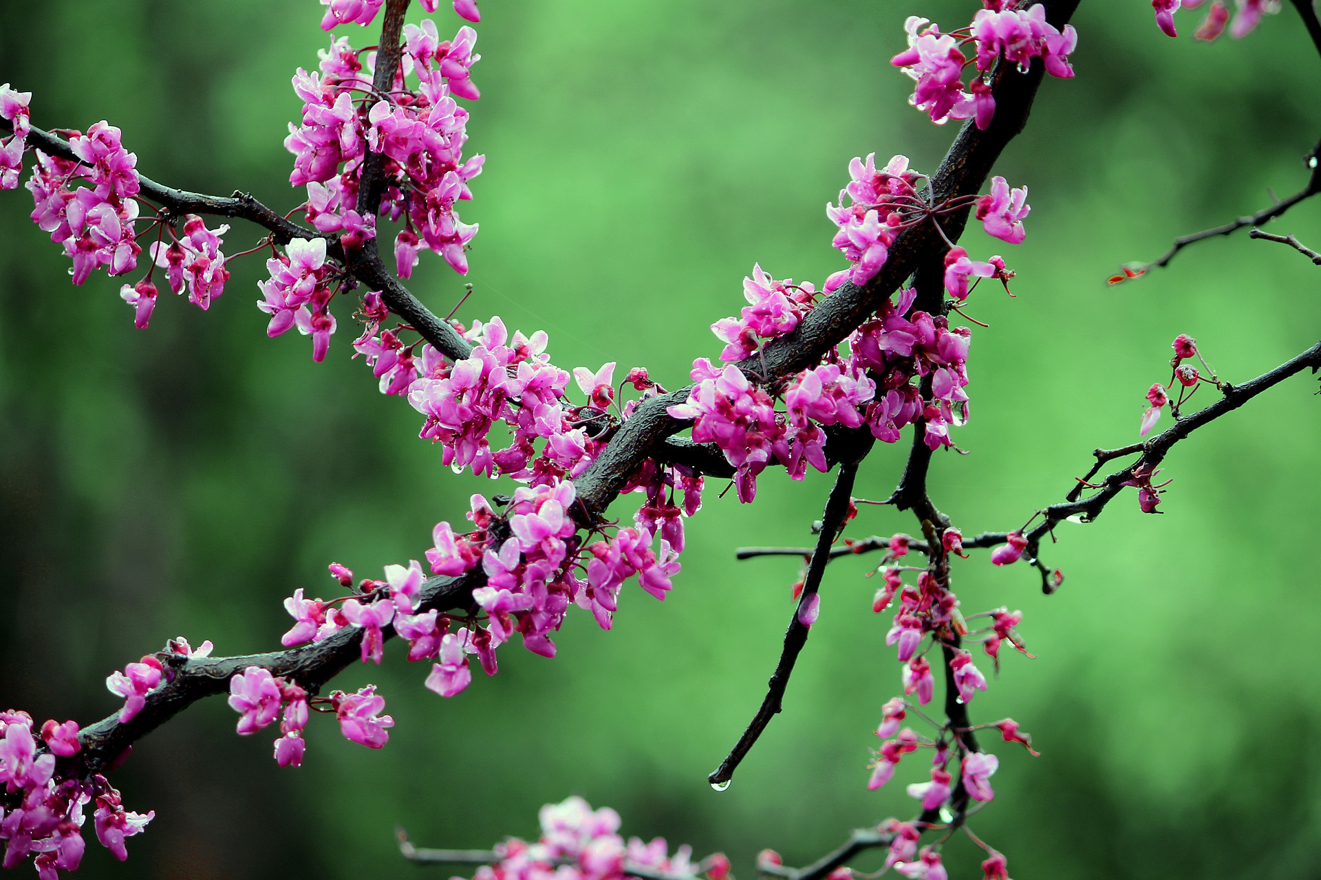 3月16日の誕生花は ハナズオウ 花言葉は 裏切り 花の名前の由来や種類や怖い意味 Micane 無料占い