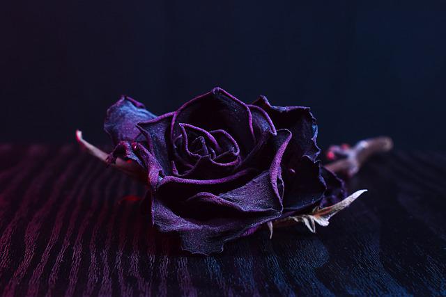 貴方はあくまで私のもの