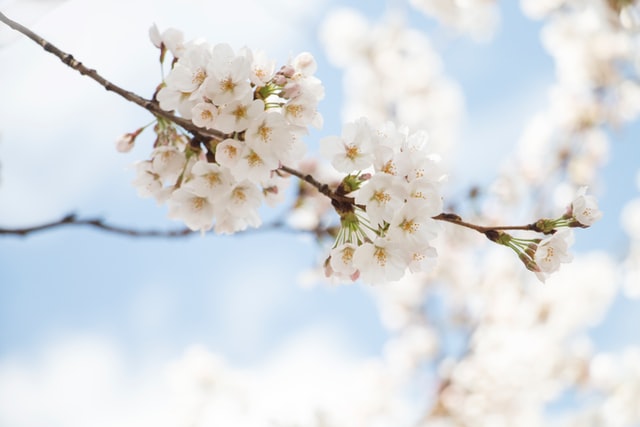 4月13日の誕生花は サクラ 花言葉は 精神の美 花の名前の由来や種類や怖い意味 Micane 無料占い