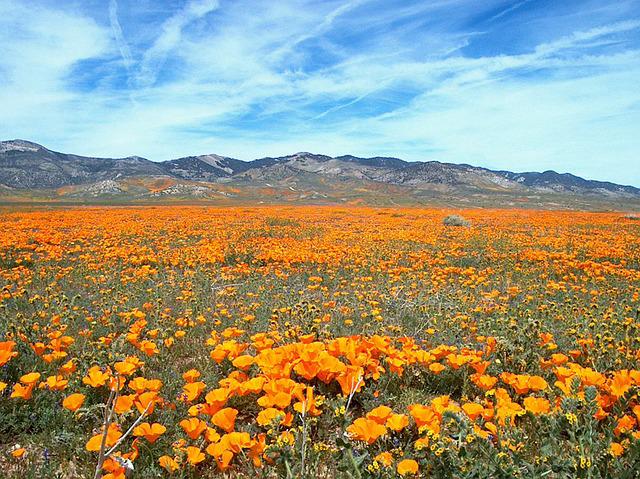 4月22日の誕生花は カリフォルニアポピー 花言葉は 私を拒絶しないでください 花の名前の由来や種類や怖い意味 Micane 無料占い