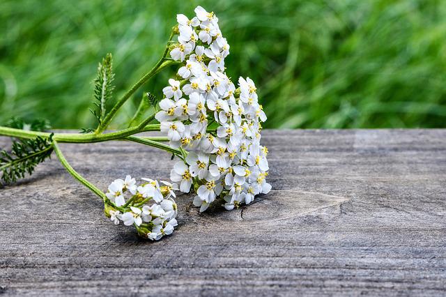 7月12日の誕生花は ノコギリソウ 花言葉は 戦い 花の名前の由来や種類や怖い意味 Micane 無料占い