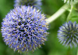 ルリタマアザミ