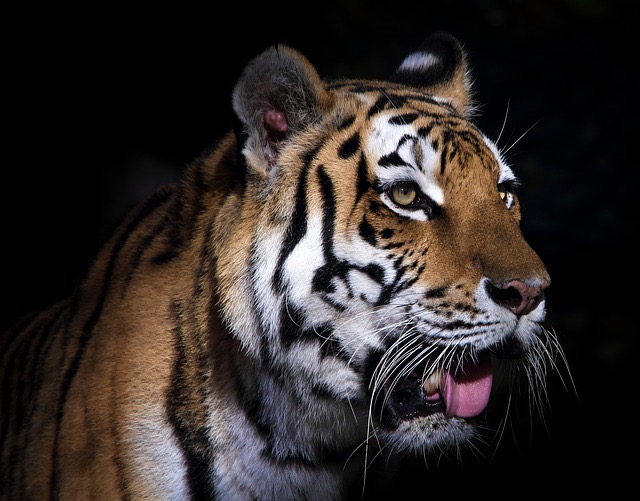 狙われたら最後？