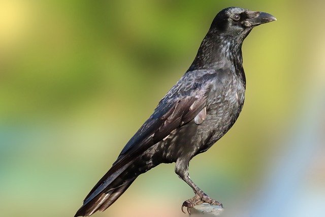 白いカラスを見たら