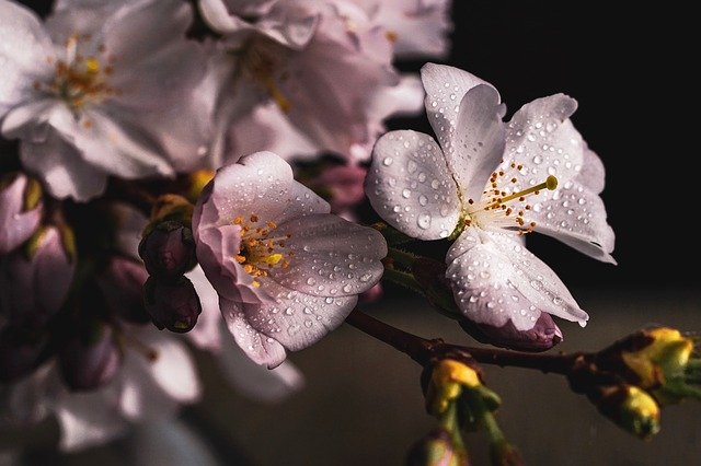 雨に濡れている桜