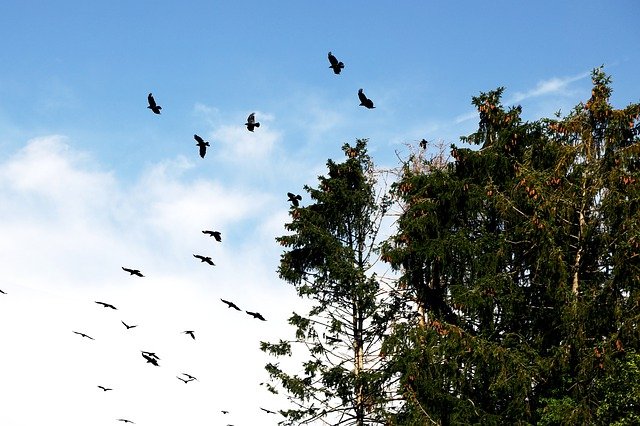 カラスの大群