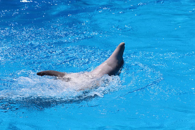 泳ぐのがうまい