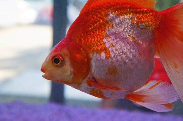 金魚をすくうのは