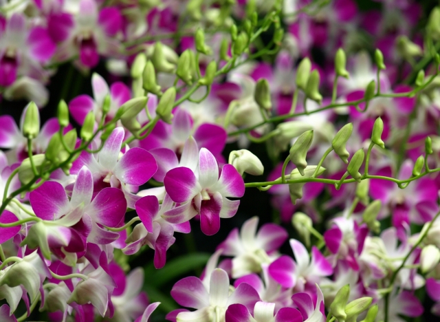 1月6日の誕生花は デンドロビウム 花言葉は わがままな美人 花の名前の由来や種類や怖い意味 Micane 無料占い