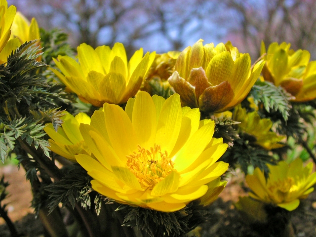 1月10日の誕生花は フクジュソウ 花言葉は 永遠の幸せ 花の名前の由来や種類や怖い意味 Micane 無料占い