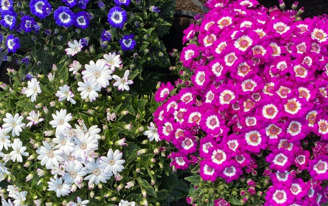 1月4日の誕生花は シネラリア 花言葉は 悩める思い出 花の名前の由来や種類や怖い意味 Micane 無料占い