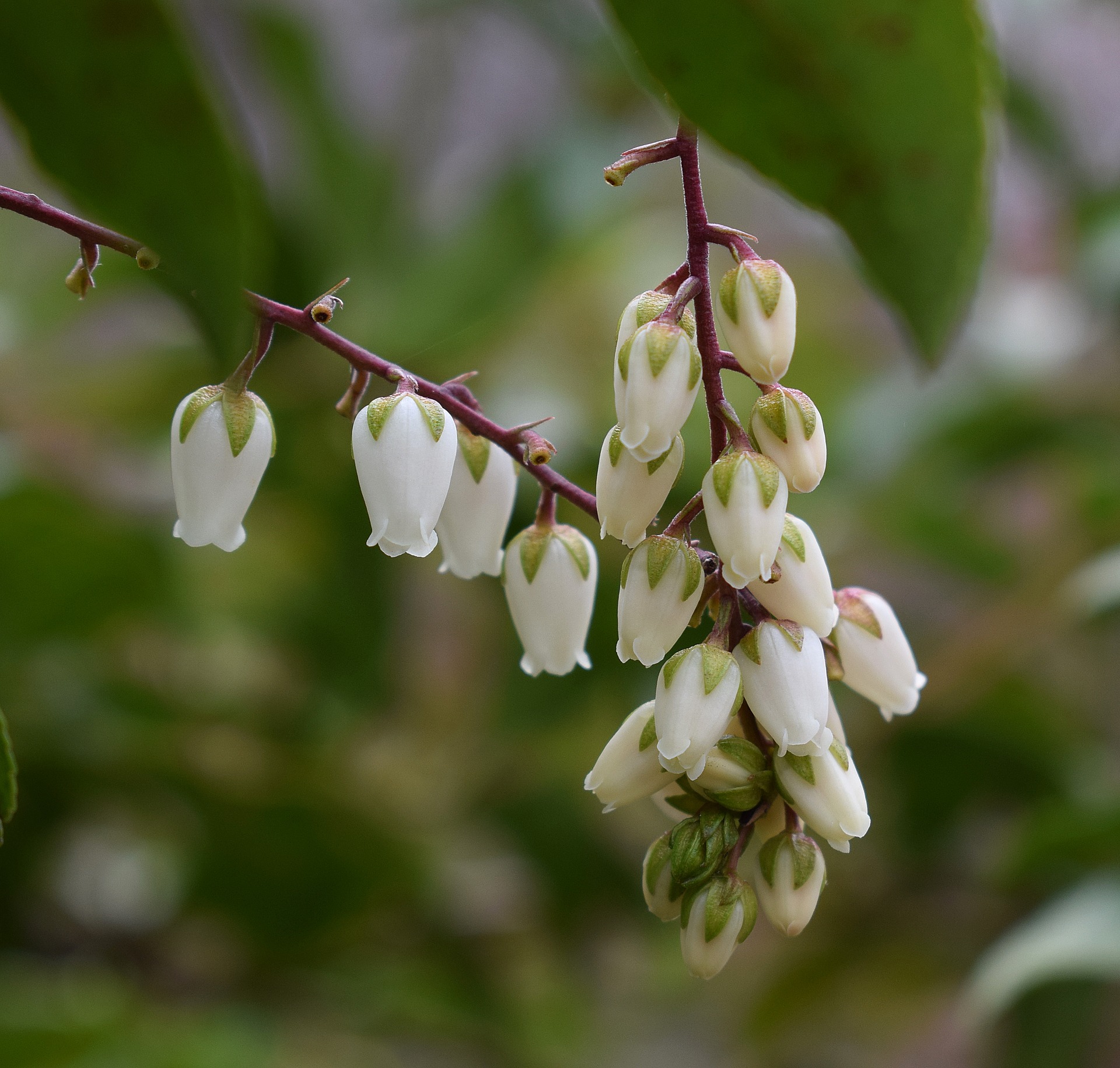 3月9日の誕生花は アセビ 花言葉は 献身 花の名前の由来や種類や怖い意味 Micane 無料占い