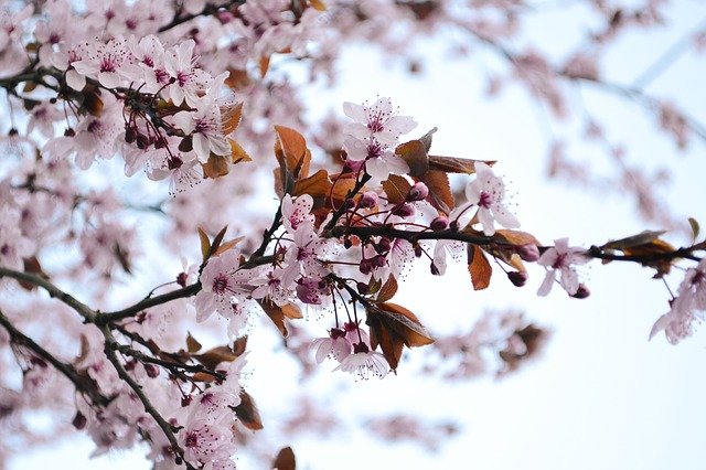 1月7日の誕生花は ウメ 花言葉は 澄んだ心 花の名前の由来や種類や怖い意味 Micane 無料占い