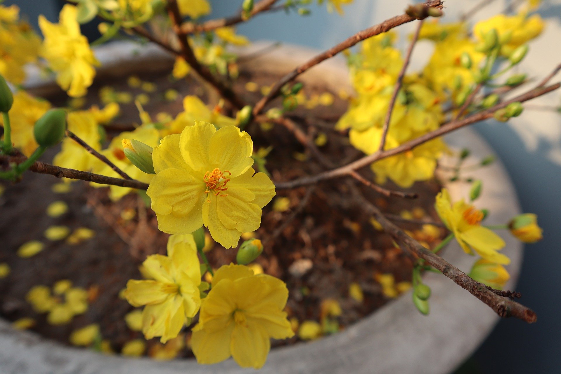 3月6日の誕生花は オウバイ 花言葉は 控えめな美 花の名前の由来や種類や怖い意味 Micane 無料占い