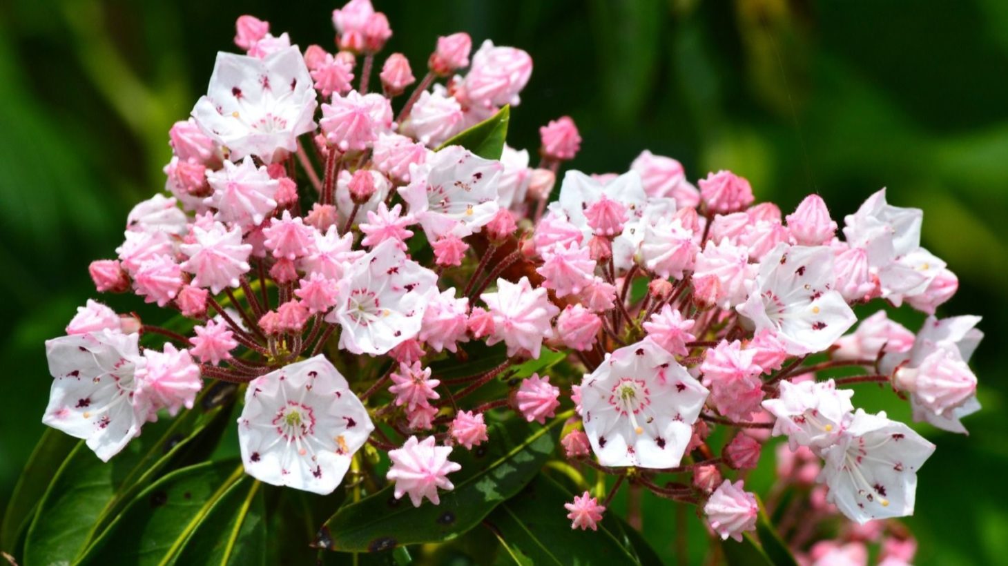 可憐なカルミア