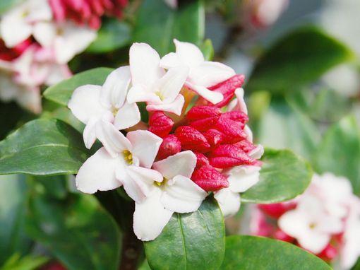 ジンチョウゲの怖い花言葉