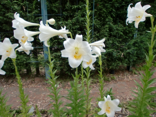 1月30日の誕生花は ツルバキア 花言葉は 小さな背信 花の名前の由来や種類や怖い意味 Micane 無料占い