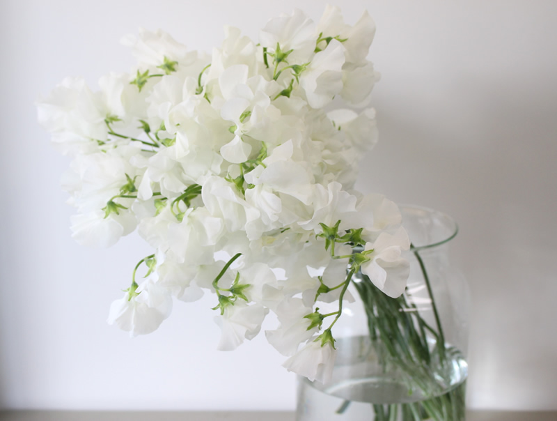 スイートピー 白