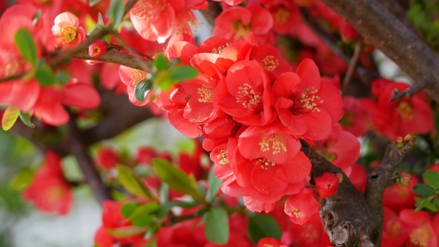 2月1日の誕生花は ボケ 花言葉は 魅力的な人 花の名前の由来や種類や怖い意味 Micane 無料占い