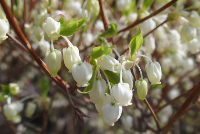 4月14日の誕生花は ドウダンツツジ 花言葉は 上品 花の名前の由来や種類や怖い意味 Micane 無料占い