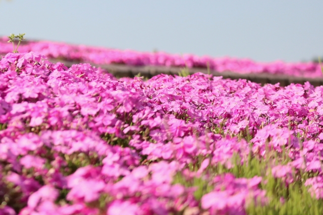 4月8日の誕生花は シバザクラ 花言葉は 耐える力 花の名前の由来や種類や怖い意味 Micane 無料占い