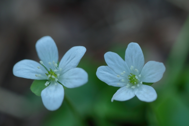 1月18日の誕生花は ユキワリソウ 花言葉は 信頼 花の名前の由来や種類や怖い意味 Micane 無料占い
