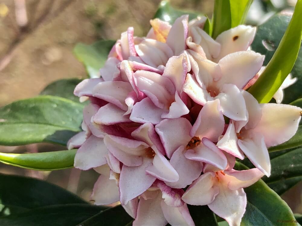 ジンチョウゲの名前