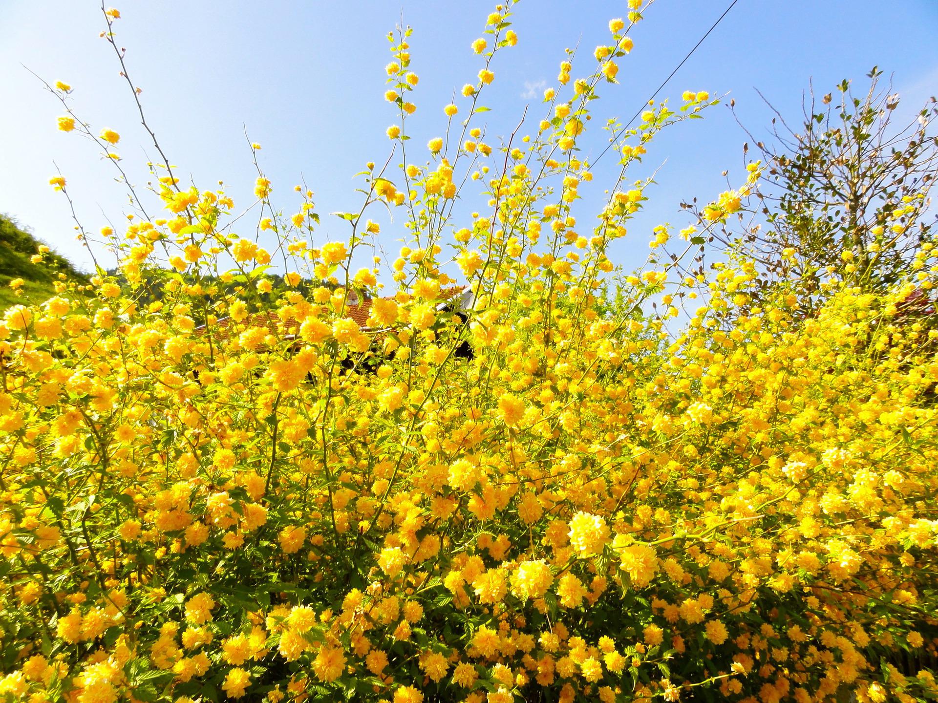 3月28日の誕生花は ヤマブキ 花言葉は 気品 花の名前の由来や種類や怖い意味 Micane 無料占い