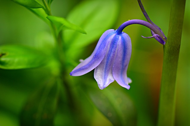 2月6日の誕生花は ブルーベル 花言葉は 謙遜 変わらぬ心 花の名前の由来や種類や怖い意味 Micane 無料占い
