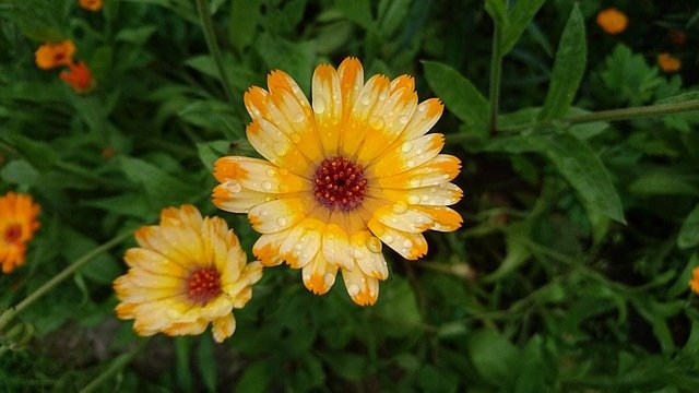 乙女の美しい姿