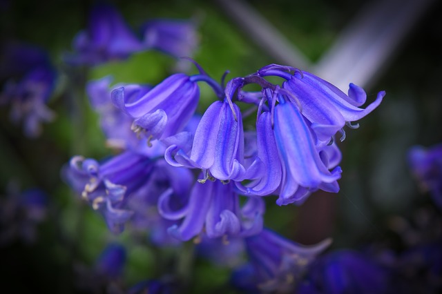 ブルーベルが寂しげに見えたら