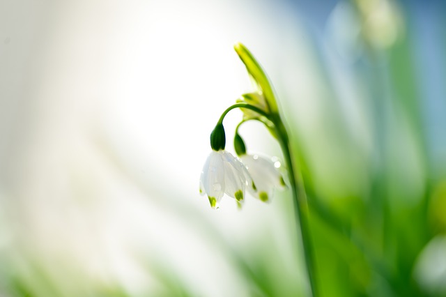 美しいスノーフレーク