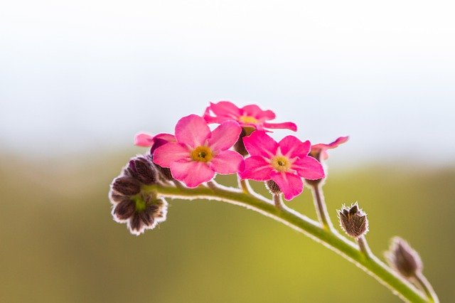 ピンクのワスレナグサ