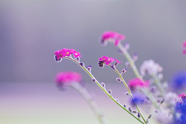 いろいろな種類のワスレナグサ