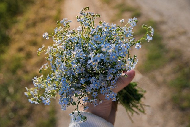 2月7日の誕生花は ワスレナグサ 花言葉は 私を忘れないで 真実の愛 真実の友情 花の名前の由来や種類や怖い意味 Micane 無料占い