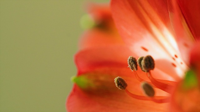 フリージア（赤）