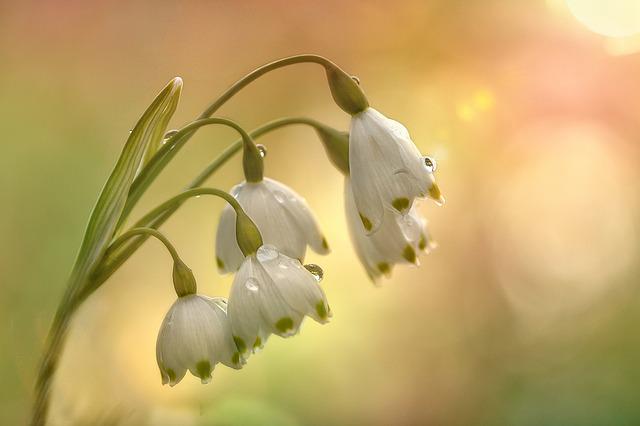 2月17日の誕生花は スノーフレーク 花言葉は 純潔 汚れなき心 花の名前の由来や種類や怖い意味 Micane 無料占い