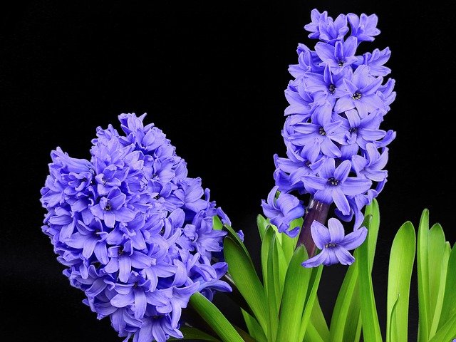 4月11日の誕生花は ヒヤシンス 花言葉は スポーツ 花の名前の由来や種類や怖い意味 Micane 無料占い