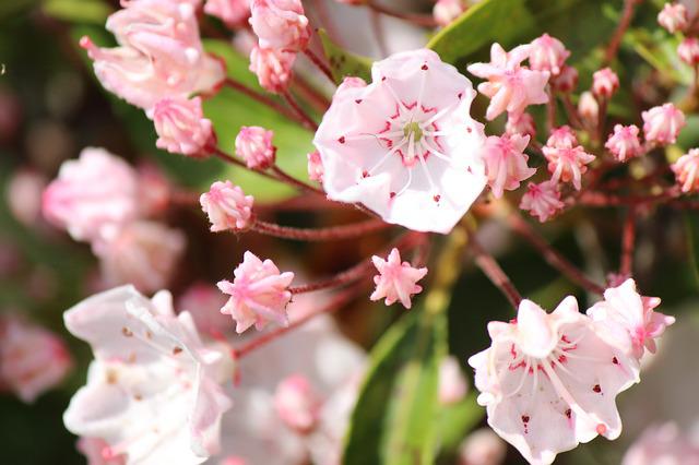 2月日の誕生花は カルミア 花言葉は 大志を抱く 花の名前の由来や種類や怖い意味 Micane 無料占い