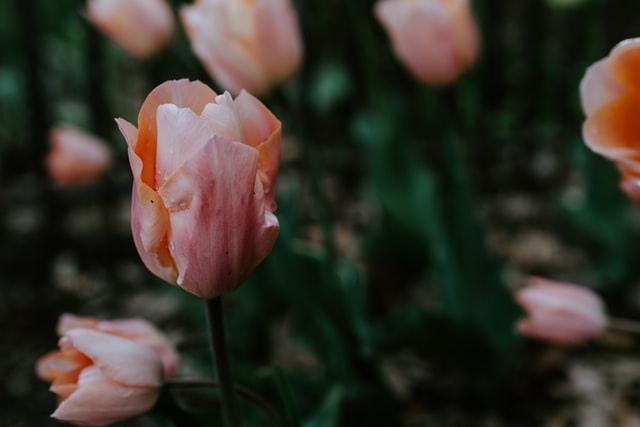 1月25日の誕生花は チューリップアンジェリケ 花言葉は 魅惑 花の名前の由来や種類や怖い意味 Micane 無料占い