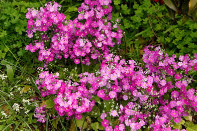 プリムラ・マラコイデス