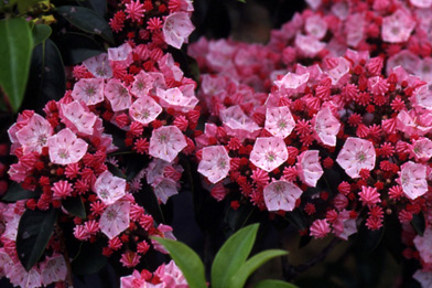 カルミアの花言葉