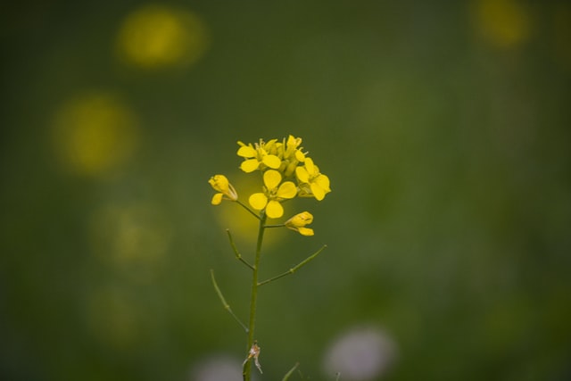 4月9日の誕生花は ウォールフラワー 花言葉は 末永い愛情 花の名前の由来や種類や怖い意味 Micane 無料占い