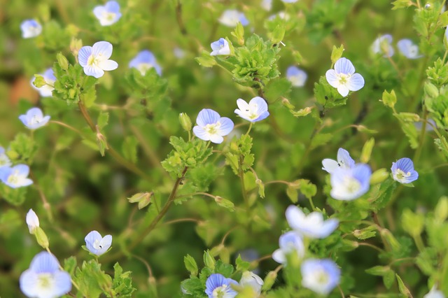 オオイヌノフグリ