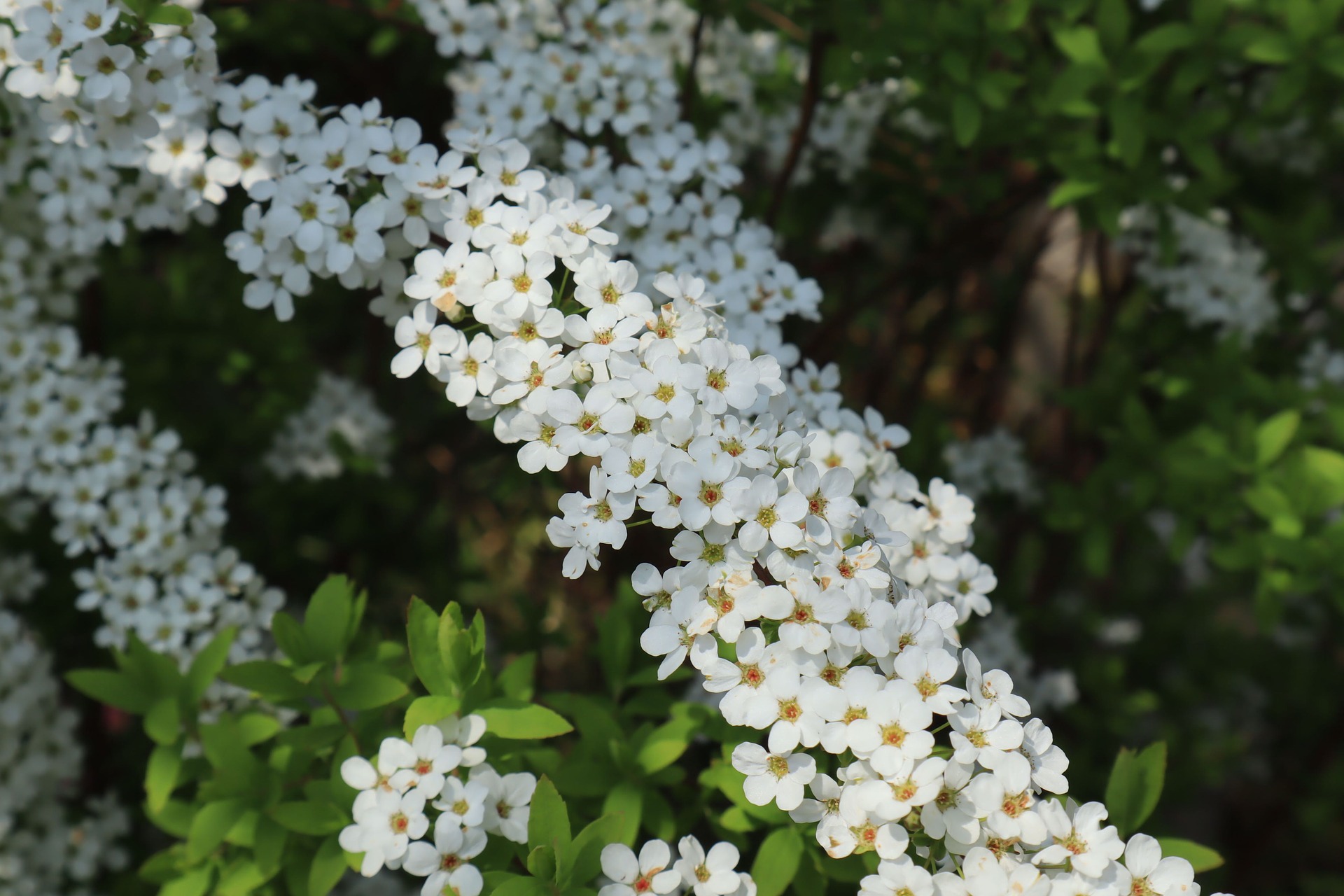 3月11日の誕生花は ユキヤナギ 花言葉は 愛らしさ 花の名前の由来や種類や怖い意味 Micane 無料占い