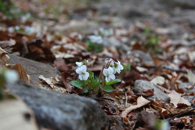 白いスミレ