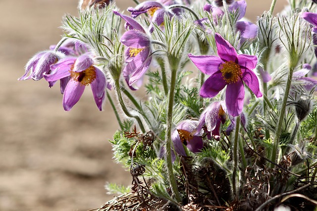 決して華麗さはないけれど