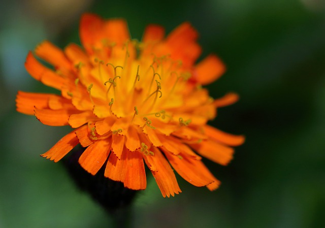 綺麗なオレンジ色の花