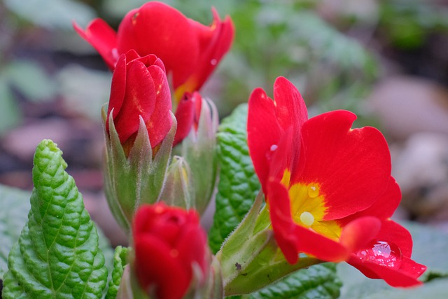 赤いサクラソウの由来